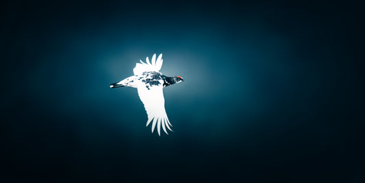 Ptarmigan Blues