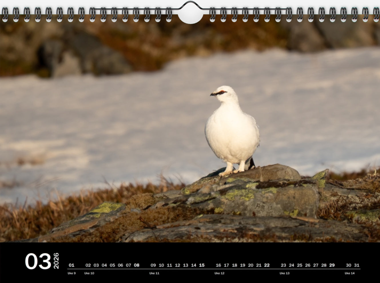 Ett år i rypeland (2026)