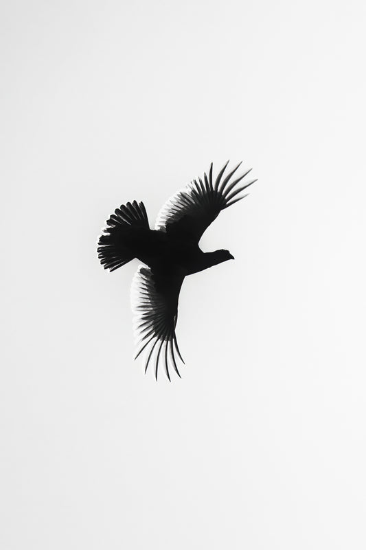 Eleganse